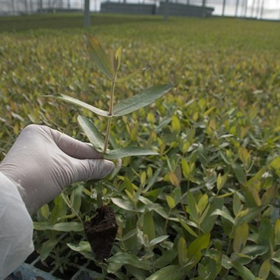 Eucalyptus Globulos