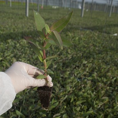 Eucalyptus Nitens