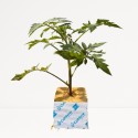 Tomate Hidropónico (1 planta por taco)