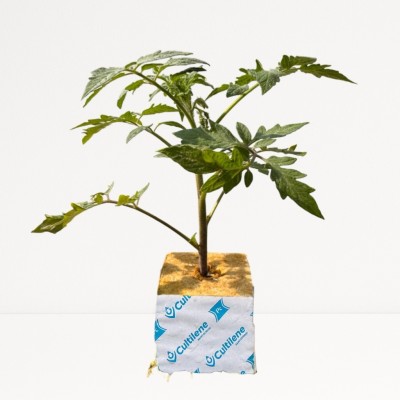 tomate hidropónico 1p