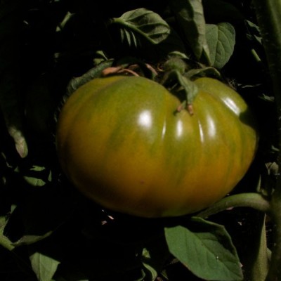 Tomate Negro Criméa